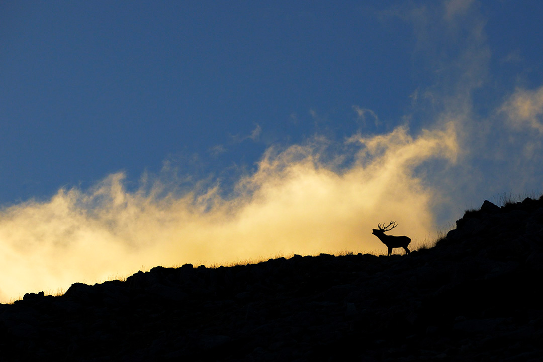 _DSC1943_crop2