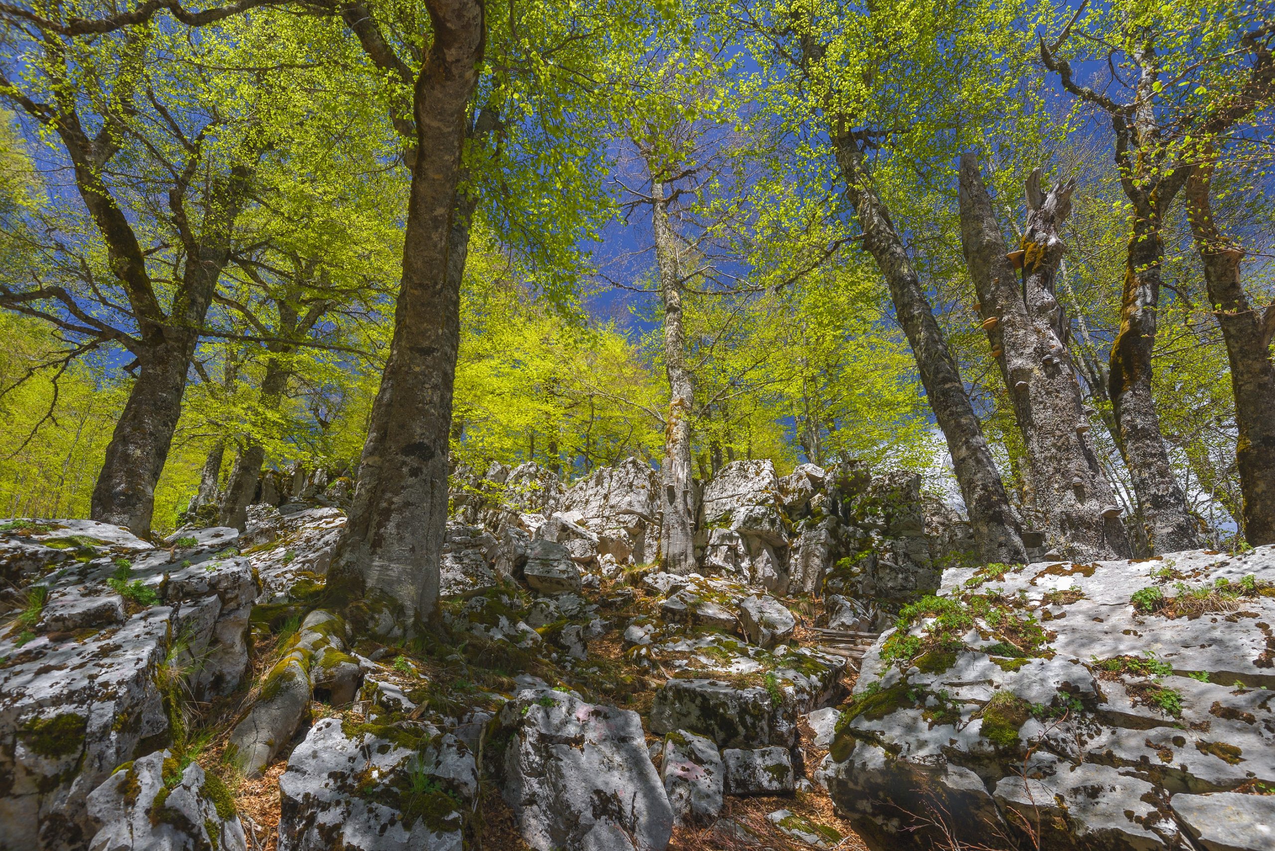 _DSC4286_L