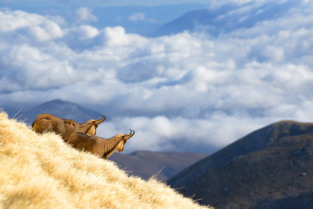 Monte Meta, Terra di Confine e di Camosci