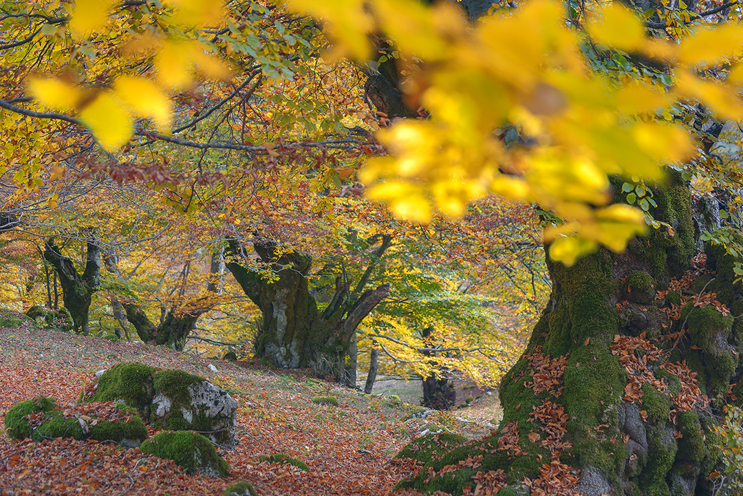 Workshop fotografico d’Autunno