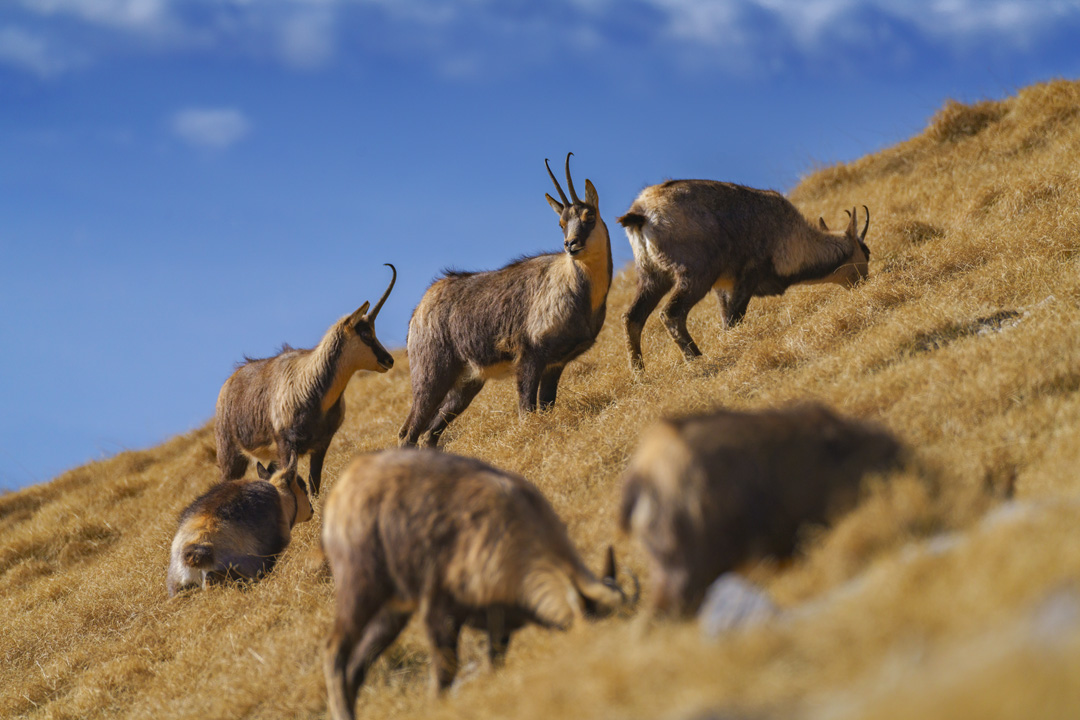 Al Passo dei Monaci con i Camosci