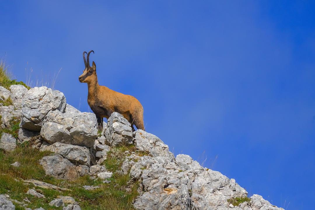 In punta di piedi nel regno del camoscio