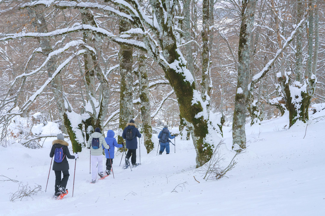 Quando la neve avvolge una foresta incantata