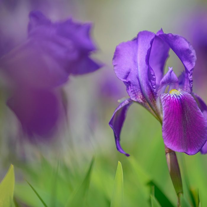 Iris Marsica, un endemismo dell’Appennino Centrale